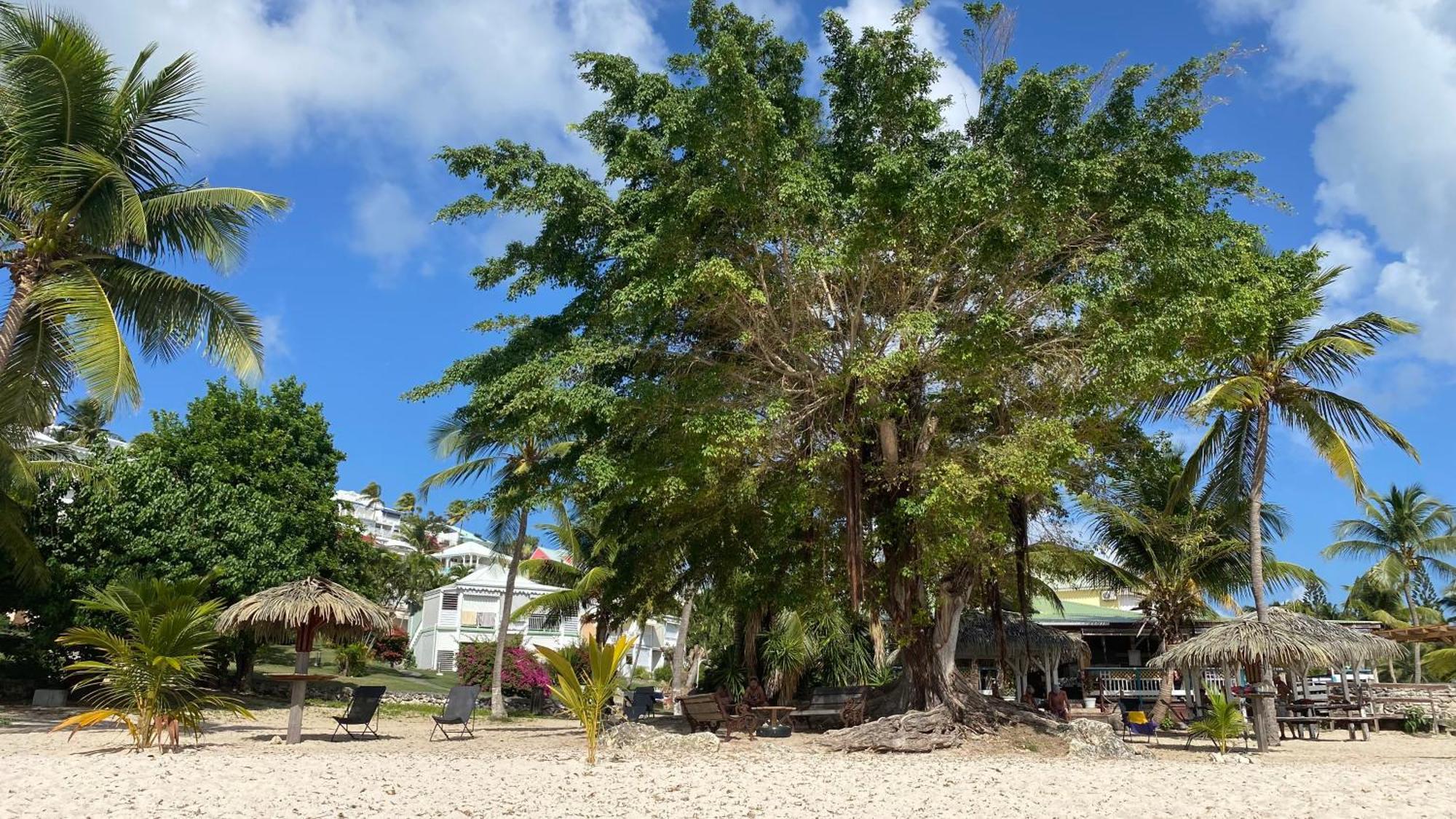 Le Kalinao, Anse Des Rochers Plage, Piscine Et Cocotiers Apartment Saint-Francois  Exterior photo